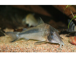 CORYDORAS AMAPAENSIS 3-3 5