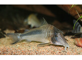 CORYDORAS AMAPAENSIS 3-3 5