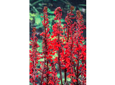 Lobelia fulgens  Queen Victoria 
