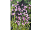 Lychnis flos - cuculi