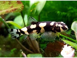 STIPHODON SP. PANDA GOBY  3-