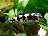 STIPHODON SP. PANDA GOBY  3-