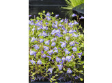 Mazus reptans