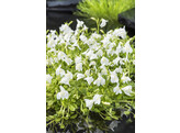 Mazus reptans  Albus 