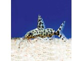 SYNODONTIS VALENTIANA 5-6