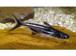 PANGASIUS/PANGASIANODON SUTCHI/HYPOPHTHALMUS 5