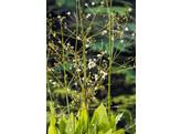Alisma plantago -aquatica