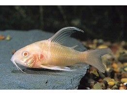 CORYDORAS PALEATUS ALBINO LONG FIN 1 5-2