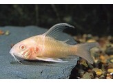 CORYDORAS PALEATUS ALBINO LONG FIN 1 5-2