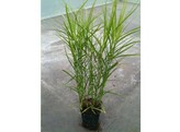 Carex muskengumensis