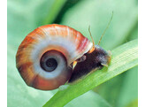 PLANOBARIUS CORNEUS great ramshorn snail ML