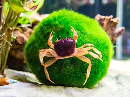 SYNTRIPSA MATANNENSIS  Purple Crab Matano  6-7
