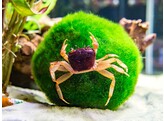 SYNTRIPSA MATANNENSIS  Purple Crab Matano  6-7