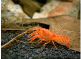 CAMBARELLUS PATZCUARENSIS ORANGE 1 5-2
