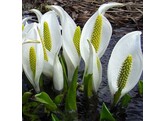 Lysichiton camschatcensis