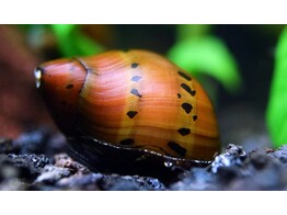 NERITINA SP. RED SPOTTED 1 5