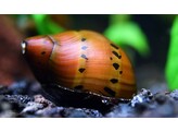 NERITINA SP. RED SPOTTED 1 5