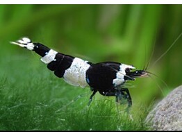 CARIDINA TAIWAN BEE PANDA 1 2-1 5