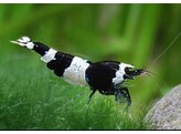 CARIDINA TAIWAN BEE PANDA 1 2-1 5