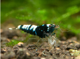 CARIDINA TAIWAN BEE PINTO BLACK 1 2-1 5