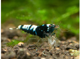 CARIDINA TAIWAN BEE PINTO BLACK 1 2-1 5