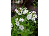 Myosotis palustris  Ice pearl 