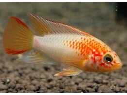 APISTOGRAMMA MACMASTERI GOLD RED MASK 3 - 4