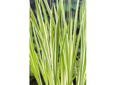 Acorus calamus  Variegatus 