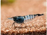 CARIDINA CARBONE RILI 1 3-2