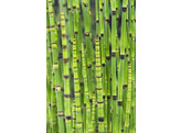 Equisetum japonicum