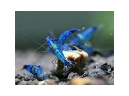 CARIDINA BLUE CAESAR SHRIMP 2-2 5