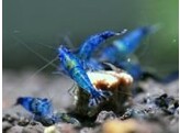 CARIDINA BLUE CAESAR SHRIMP 2-2 5