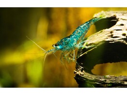 CARIDINA DENTICULATA  BLUE CHERRY  1 5