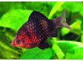 BARBUS/PUNTIUS NIGROFASCIATUS S