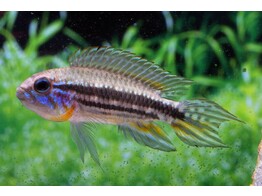 APISTOGRAMMA MENDEZI 3 - 4