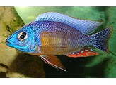 PROTOMELAS FENESTRATUS TAIWAN 3 5-4