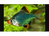 BARBUS/PUNTIUS TETRAZONA GREEN 2 5