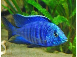 COPADICHROMIS SP. NEW BLUE NEON 5 5-7