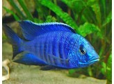 COPADICHROMIS SP. NEW BLUE NEON 5 5-7