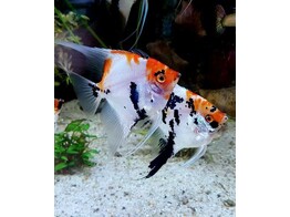 PTEROPHYLLUM SCALARE KOI DIAMOND 2-2 5
