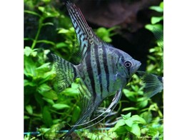 PTEROPHYLLUM SCALARE ZEBRA 2-2 5