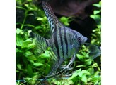 PTEROPHYLLUM SCALARE ZEBRA 2-2 5