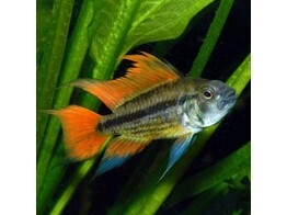 APISTOGRAMMA CACATUOIDES ORANGE 2-2 5
