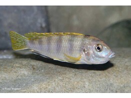 LABIDOCHROMIS PERLMUTT 3