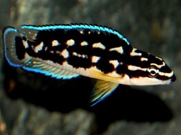 JULIDOCHROMIS TRANSCRIPTUS 6-9