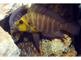 ALTOLAMPROLOGUS COMPRESSICEPS KASANGA GOLDHEAD 4-5