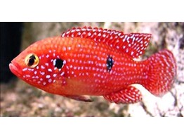 HEMICHROMIS LIFALILI 5-6