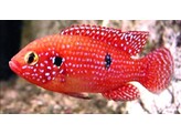 HEMICHROMIS LIFALILI 5-6