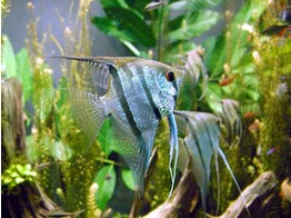 PTEROPHYLLUM SCALARE DIAMOND 1 5-2