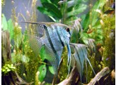 PTEROPHYLLUM SCALARE DIAMOND 1 5-2